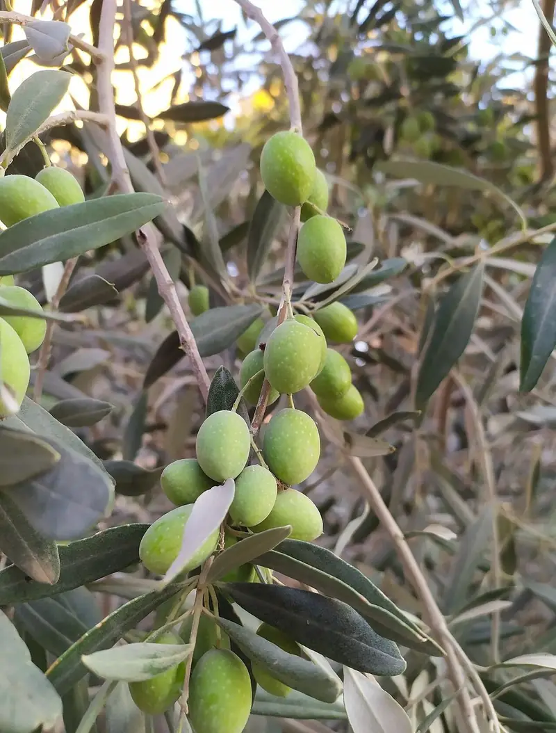 Green olives on a branch.