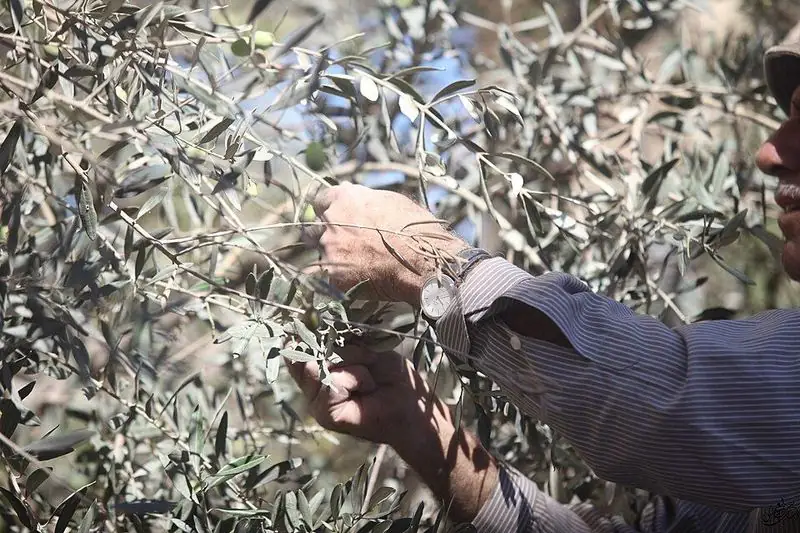 Olive branches heavy with fruit.