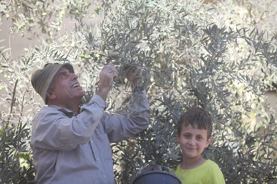 An older man in a cap reaches into an olive tree while a boy beside him smiles at the camera.