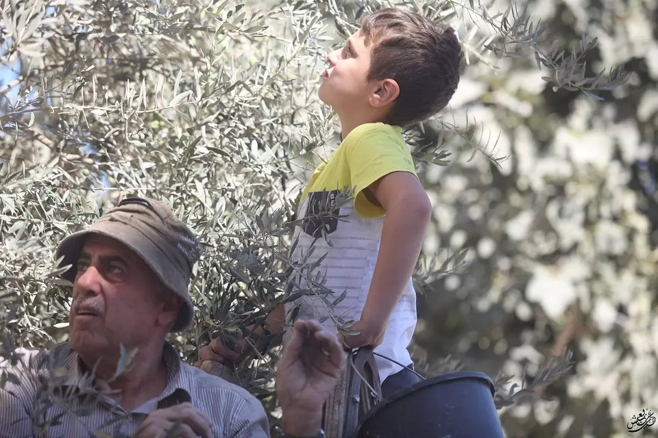 An older man in a cap looks up at a boy standing in the branches of an olive tree.