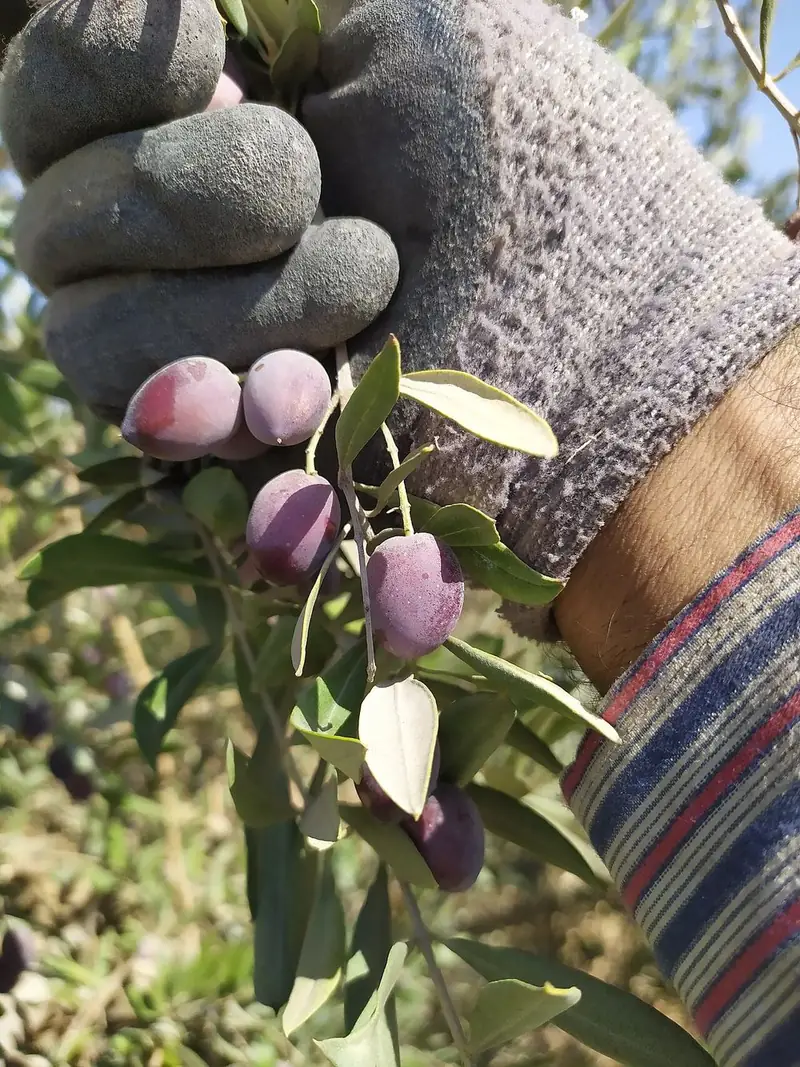 A gloved hand holding a sprig of ripe olives.